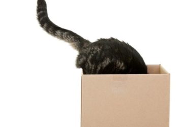 Des vérités choquantes derrière 11 comportements étranges des chats