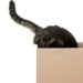 Des vérités choquantes derrière 11 comportements étranges des chats