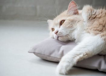 Différents types d’anémie chez les chats, expliqués