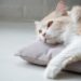 Différents types d’anémie chez les chats, expliqués