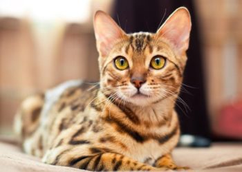 Dois-je donner des suppléments à mon chat ?