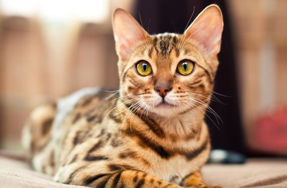 Dois-je donner des suppléments à mon chat ?