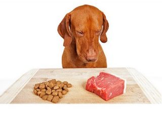 Est-ce que nourrir mon chien avec des aliments crus en vaut vraiment la peine ?