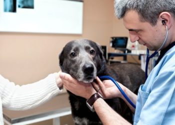 Euthanasie de chien : comment savoir qu’il est temps