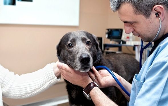 Euthanasie de chien : comment savoir qu’il est temps