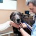 Euthanasie de chien : comment savoir qu’il est temps