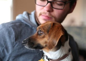 Frais d’adoption de chien |  Frais d’adoption de chien |  Combien coûte l’adoption d’un chien