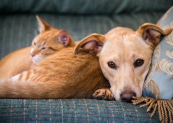 Génétique du chien et du chat : tout ce que vous devez savoir