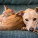 Génétique du chien et du chat : tout ce que vous devez savoir