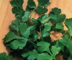 La coriandre est-elle une herbe sans danger pour les chiens ? [Best Feeding Advice]