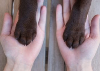 La réflexologie est-elle bénéfique pour les chiens ?  |  animauxinfo