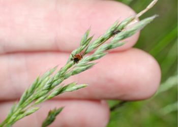 Le changement climatique a-t-il un impact sur les populations de puces et de tiques ?