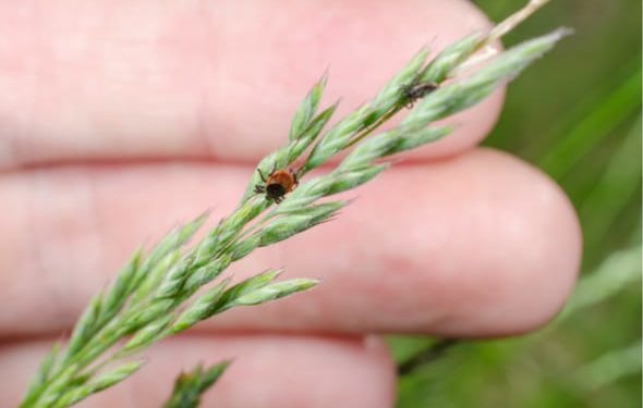 Le changement climatique a-t-il un impact sur les populations de puces et de tiques ?
