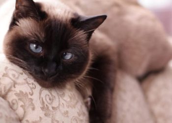 Le chat siamois n’est pas aussi distant qu’elle en a l’air