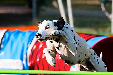 Dalmatien courant dans le cours d'agilité de chien