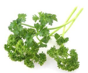 Les chiens peuvent-ils avoir du persil ?  |  Voici comment éviter la toxicité !