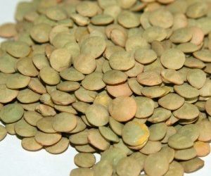 Les lentilles sont-elles saines pour mon chien ? [Best Feeding Advice]