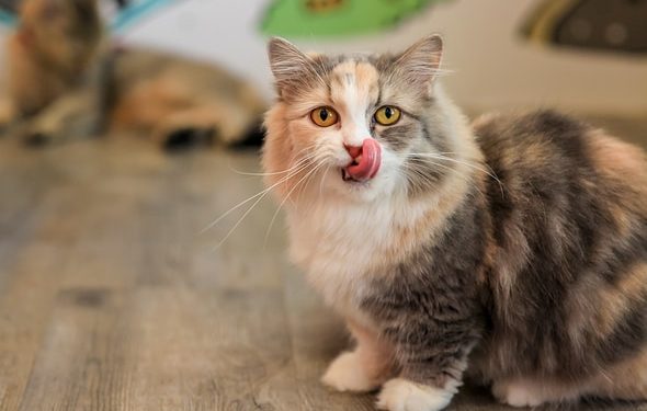 Les probiotiques pour chats : que sont-ils et comment aident-ils ?