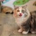 Les probiotiques pour chats : que sont-ils et comment aident-ils ?