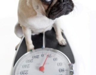 Mettre votre chien au régime ?