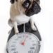 Mettre votre chien au régime ?