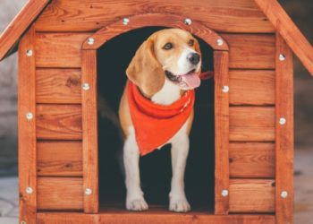 Mon chien a-t-il besoin d’une niche pour chien ?