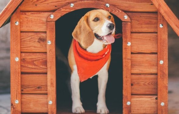 Mon chien a-t-il besoin d’une niche pour chien ?