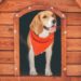Mon chien a-t-il besoin d’une niche pour chien ?
