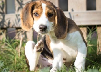 Mon chien a-t-il des puces ?