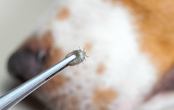 Mon chien a-t-il des tiques ?  – Enlever les tiques sur les chiens