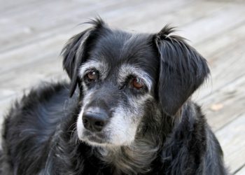 Nourriture pour chiens âgés : quand changer et pourquoi