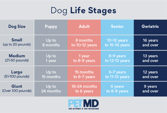 Tableau des étapes de la vie du chien