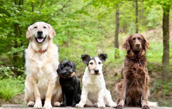 Problèmes de santé des chiens : les chiens de race mixte ont-ils un avantage sur les chiens de race ?