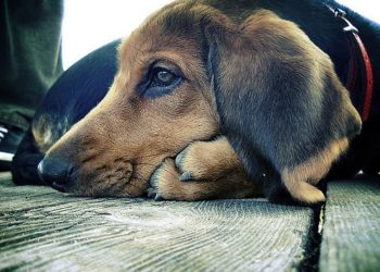 Problèmes oculaires de chien et gouttes oculaires pour chiens