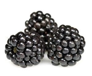 Puis-je nourrir mon chien avec des mûres ?