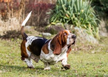 Races de chiens qui souffrent de problèmes de paupières