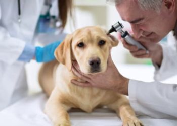 Races de chiens sujettes aux infections des oreilles