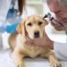 Races de chiens sujettes aux infections des oreilles