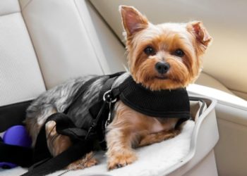 Sécurité en voiture pour chien : avez-vous besoin d’un siège d’auto pour chien, d’une ceinture de sécurité pour chien, d’une barrière ou d’un transporteur ?