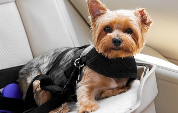Sécurité en voiture pour chien : avez-vous besoin d’un siège d’auto pour chien, d’une ceinture de sécurité pour chien, d’une barrière ou d’un transporteur ?