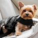 Sécurité en voiture pour chien : avez-vous besoin d’un siège d’auto pour chien, d’une ceinture de sécurité pour chien, d’une barrière ou d’un transporteur ?
