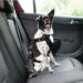 Sièges d’auto et ceintures de sécurité pour chiens : peuvent-ils protéger votre chiot ?
