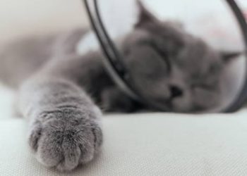 Stériliser et stériliser : combien ça coûte de réparer un chat et plus