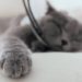 Stériliser et stériliser : combien ça coûte de réparer un chat et plus