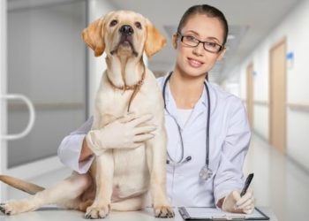 Tests vétérinaires pour votre chien