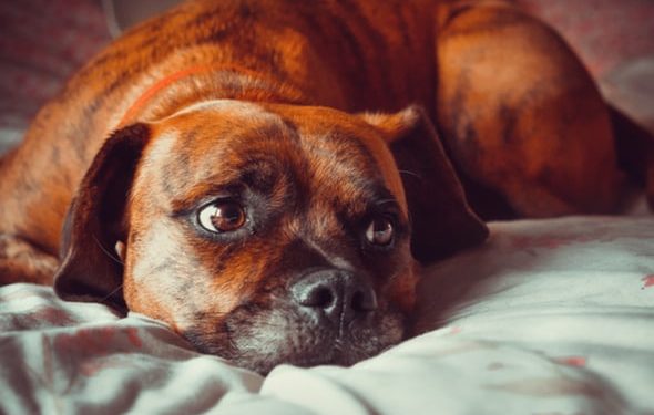 Trouble affectif saisonnier (TAS) chez les animaux de compagnie |  Les animaux de compagnie peuvent-ils souffrir d’un trouble affectif saisonnier ?