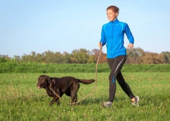 Votre animal vieillissant a-t-il besoin d’un nouveau régime et d’un nouveau style de vie ?