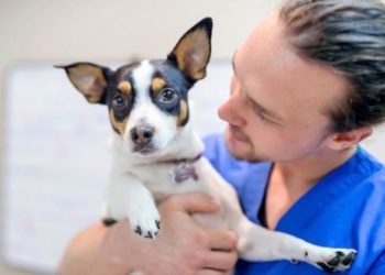 Votre chien a-t-il besoin du vaccin contre la toux de chenil ?