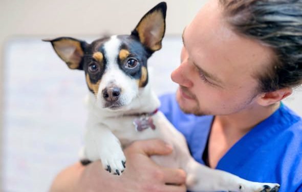 Votre chien a-t-il besoin du vaccin contre la toux de chenil ?
