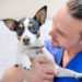 Votre chien a-t-il besoin du vaccin contre la toux de chenil ?